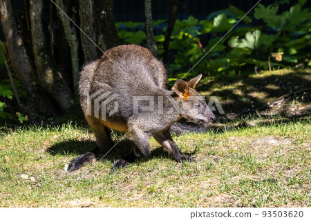 Swamp Wallaby, Wallabia bicolor, is one of the smaller kangaroos Swamp Wallaby, Wallabia bicolor, is one of the smaller kangaroos 93503620