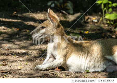 The agile wallaby, Macropus agilis also known as the sandy wallaby 93503622
