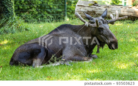 European Moose, Alces alces, also known as the elk 93503623