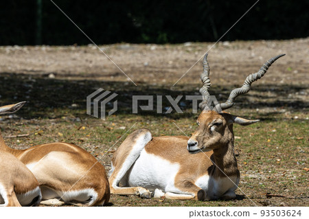 Indian Blackbuck, Antelope cervicapra or Indian antelope. 93503624