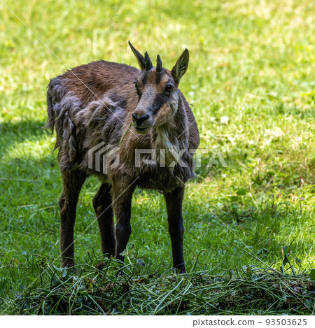 Apennine chamois, Rupicapra pyrenaica ornata, is living in Italy and Spain 93503625