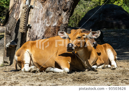 Banteng, Bos javanicus or Red Bull is a type of wild cattle. 93503626