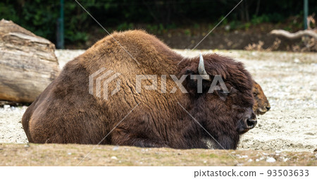 American buffalo known as bison, Bos bison in a german park American buffalo known as bison, Bos bison in a german park 93503633
