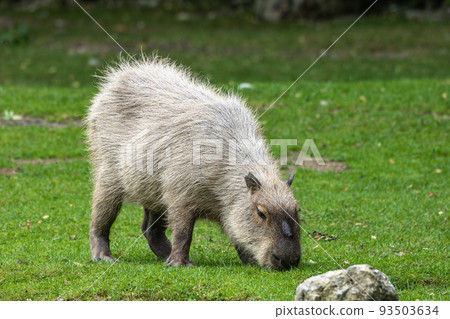 Capybara, Hydrochoerus hydrochaeris grazing on fresh green grass 93503634