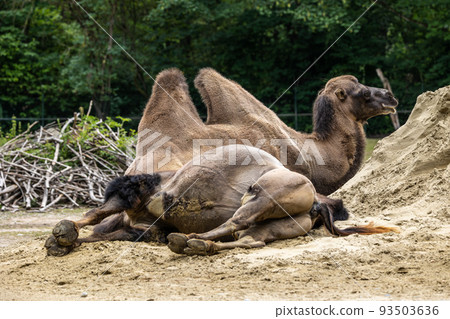 Bactrian camel, Camelus bactrianus in a german park 93503636