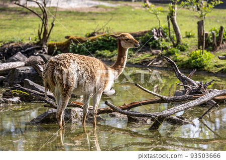 Vicunas, Vicugna Vicugna, relatives of the llama in a German park 93503666