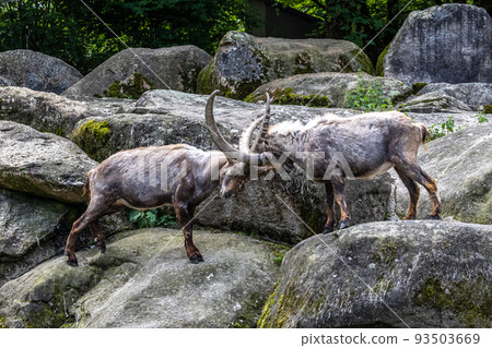 Male mountain ibex or capra ibex on a rock living in the European alps 93503669