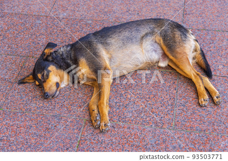 Stray Dog Pavement 93503771