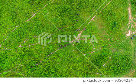 Aerial view of group of cows on a rural meadow in a bright morning. Beautiful green area of agricultural land or pasture in the rainy season of northern Thailand. Aerial view of group of cows on a rural meadow in a bright morning. Beautiful green area of agricultural land or pasture in the rainy season of northern Thailand. 93504234