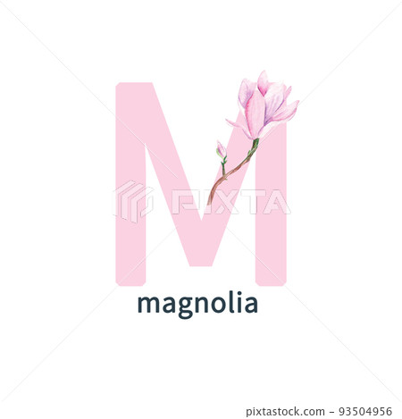 Letter M, magnolia, colorful flower ABC alphabet. Watercolor botanical illustration isolated on white background. Can be used for alphabet or cards for kids learning English vocabulary and handwriting 93504956