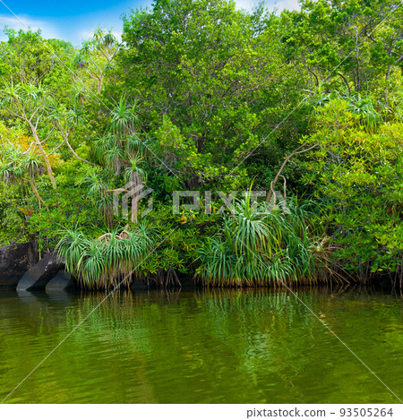 Tropical mangroves, lake and blue sky. 93505264