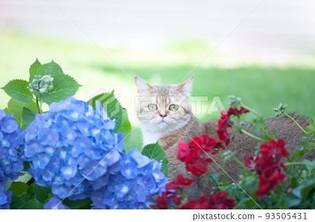 British female cat of golden chinchilla with flowers blue hydrangea. High quality advertising stock photo. Pets walking in the summer, .banner British female cat of golden chinchilla with flowers blue hydrangea. High quality advertising stock photo. Pets walking in the summer, .banner 93505431