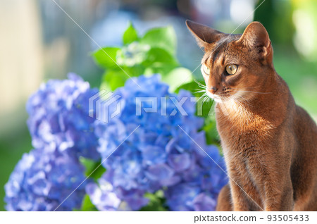 Abyssinian cat, sitting on a terrace with flowers blue hydrangea. High quality advertising stock photo. Pets walking in the summer 93505433