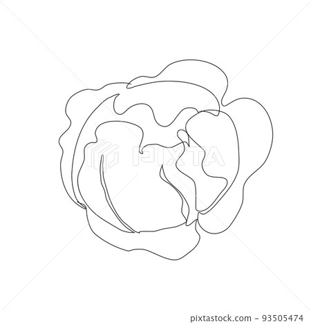 Cabbage vegetable in continuous line art drawing style. Cabbage plant minimalist black linear sketch isolated on white background. Vector one line Cabbage vegetable in continuous line art drawing style. Cabbage plant minimalist black linear sketch isolated on white background. Vector one line 93505474