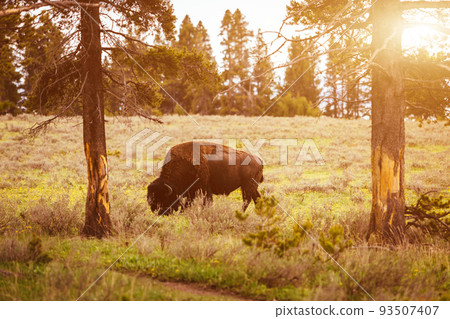 Bison at sunset in Yellowstone National Park, USA Bison at sunset in Yellowstone National Park, USA 93507407