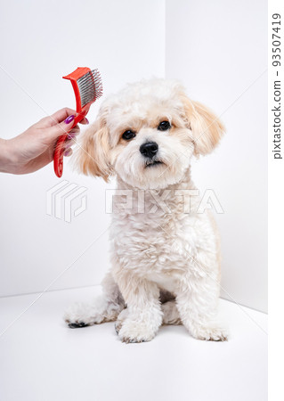 The girl combs the hair of a domestic pet puppy breed Maltipoo The girl combs the hair of a domestic pet puppy breed Maltipoo 93507419