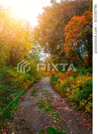 A small gravel road in the forest coloren with autumn colors. Autumn in Karst. 93509796