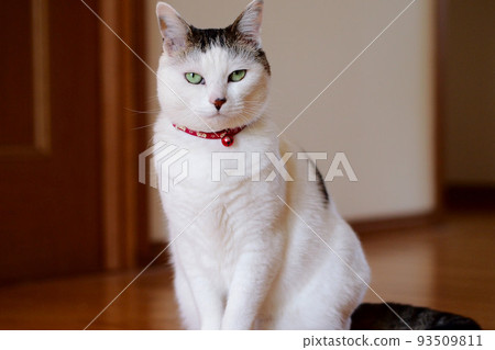 Cat looking at this place 93509811