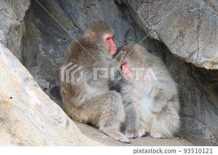 日本獼猴美容 日本獼猴美容 93510121