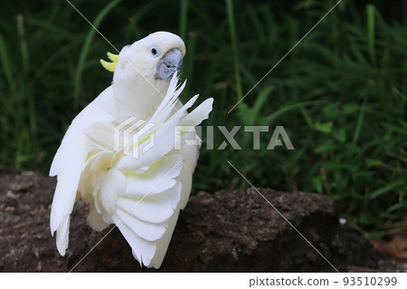 Green cockatoo grooming White parrot 93510299