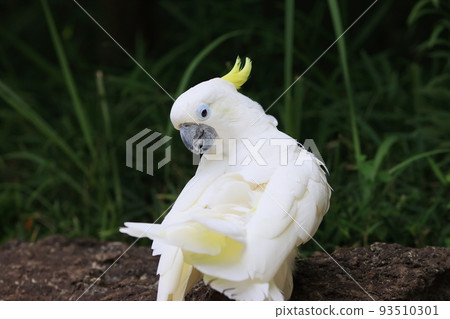Green cockatoo grooming White parrot 93510301