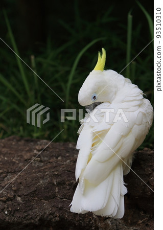 Green cockatoo grooming White parrot 93510310