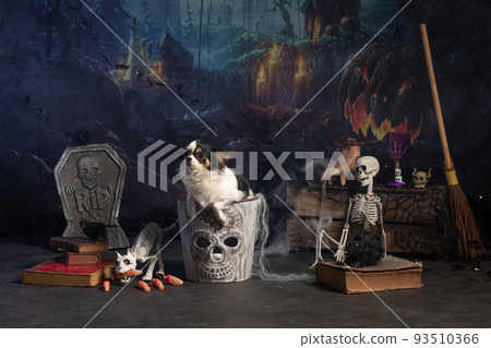 Chihuahua posing in a Halloween setting Chihuahua posing in a Halloween setting 93510366