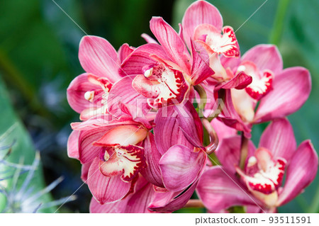 Closeup of one of the beautiful Colombian orchids 93511591