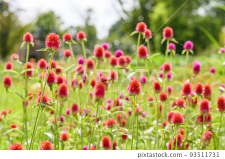 Flower garden of Sennichigi 93511731