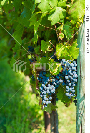 Beauty of vineyards in autumnal colors ready for harvest and production of wine Beauty of vineyards in autumnal colors ready for harvest and production of wine 93511742