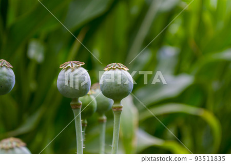 Green poppy heads. 93511835