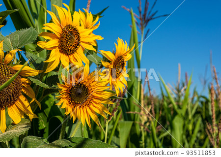 Small sunflowers in a field with corn. Small sunflowers in a field with corn. 93511853