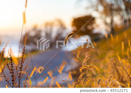 [Autumn material] Omine Kogen and colorful maple leaves in the morning [Nagano Prefecture] 93512271