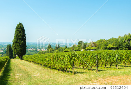 Beauty of vineyards in autumnal colors ready for harvest and production of wine Beauty of vineyards in autumnal colors ready for harvest and production of wine 93512404