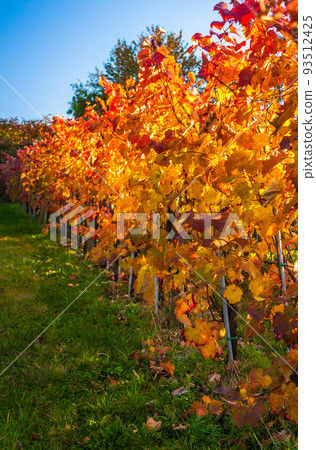 Beauty of vineyards in autumnal colors ready for harvest and production of wine Beauty of vineyards in autumnal colors ready for harvest and production of wine 93512425