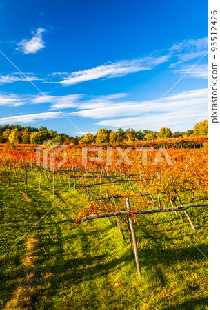 Beauty of vineyards in autumnal colors ready for harvest and production of wine Beauty of vineyards in autumnal colors ready for harvest and production of wine 93512426