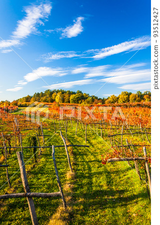 Beauty of vineyards in autumnal colors ready for harvest and production of wine Beauty of vineyards in autumnal colors ready for harvest and production of wine 93512427