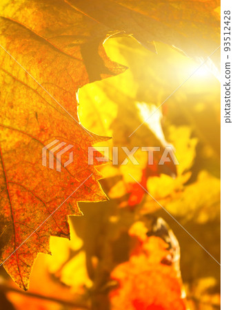 Beauty of vineyards in autumnal colors ready for harvest and production of wine 93512428