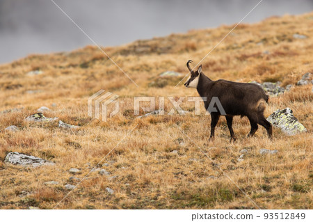 Tatra chamois standing on mountains in autumn nature Tatra chamois standing on mountains in autumn nature 93512849