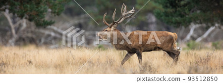 Red deer roaring on dry field in autumn rutting season 93512850