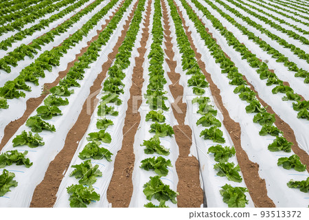 Lettuce field [Seuma, Shiojiri City] 93513372