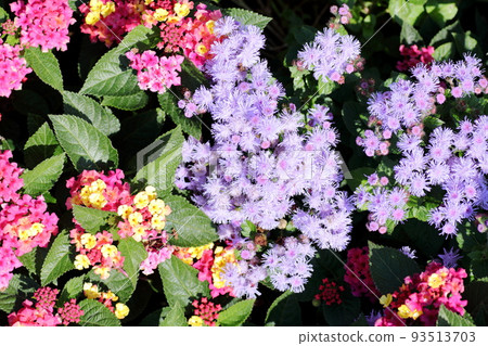 lantana and ageratum lantana and ageratum 93513703