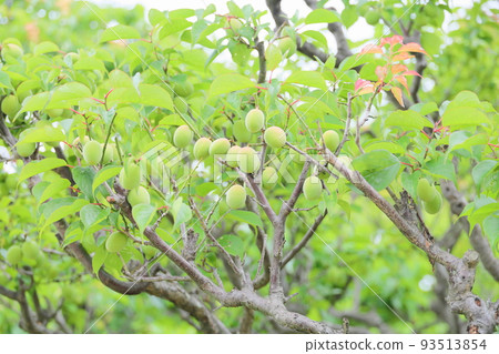 Plum fruit Plum fruit 93513854