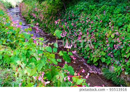 Autumn seaweed blooming stream 93513916