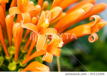 beautiful Flame flower beautiful Flame flower 93513990