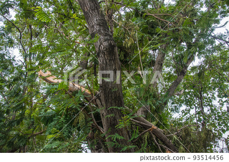 The tree was destroyed by the storm's intensity The tree was destroyed by the storm's intensity 93514456