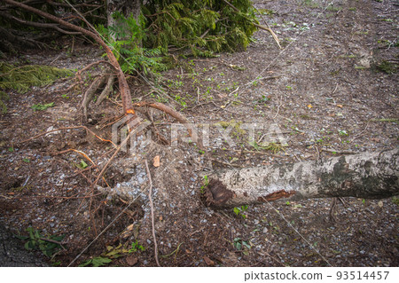 The tree was destroyed by the storm's intensity The tree was destroyed by the storm's intensity 93514457