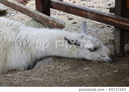 Llama Napping Llama Llama Napping Llama 93515565