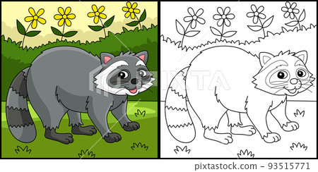 Racoon Animal Coloring Page Colored Illustration Racoon Animal Coloring Page Colored Illustration 93515771