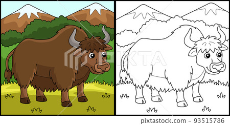 Yak Animal Coloring Page Colored Illustration 93515786